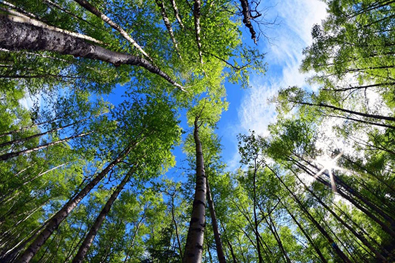 Tissue paper, a sustainable industry for centuries – Where thinking long-term is a way of life