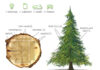 From forest to future: how paper carrier bags contribute to the circular bioeconomy sacco di carta