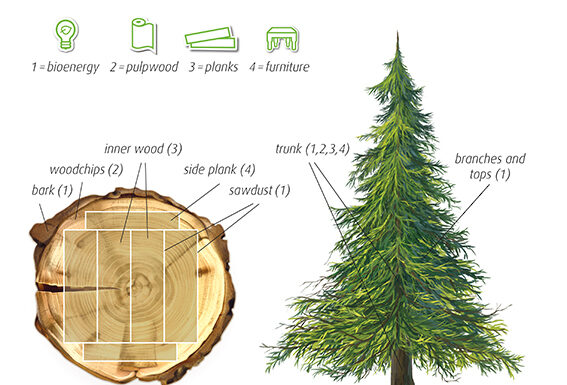 From forest to future: how paper carrier bags contribute to the circular bioeconomy sacco di carta